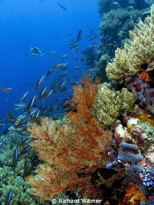 Sea Fan and Rainbow Runners at Komodo. G9/DS160s/Olympus ... by Richard Witmer 